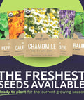 Herbal Tea Seed Variety Pack With Five Individual Packs For Indoor And Outdoor Growing Mint Lavender Chamomile Calendula And Lemon Balm Seeds Organic Non GMO Certified Organic 2026 Season For Tea Lovers with visible seed packets of chamomile, lavender, and others.