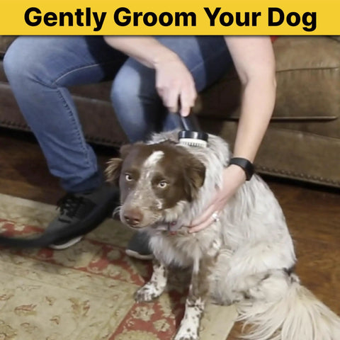 Dog being groomed with a Dog Grooming Tool With Soft Bristles For Gentle Fur Care And Vacuuming, 1.25 Inch Diameter
