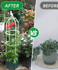 Comparison of plant growth with and without the Heavy Duty 6 Ft Garden Trellis For Climbing Plants Built To Last From Rustproof Metal Pipe In White With Weather Resistant Finish For Outdoor Or Indoor Use Providing Tough As Nails Support For Vines And Potted Plants.