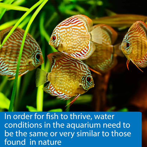 Quick Dip Five In One Aquarium Water Test Strips For Freshwater And Saltwater Tanks with colorful discus fish in an aquarium.