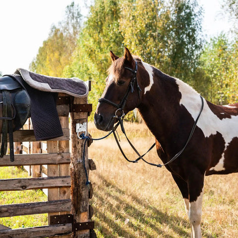 Horse tied with 16 Pack Cross Tie Rings For Horses With Screws Wall Mount Stainless Steel Hitching Rings Ranch Ready Horse Stable Tie Down Hooks