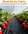 Heavy Duty Weed Barrier Landscape Fabric 4 Ft By 100 Ft Double Layer Ground Cover installed in a strawberry garden bed.