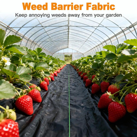 Heavy Duty Weed Barrier Landscape Fabric 4 Ft By 100 Ft Double Layer Ground Cover installed in a strawberry garden bed.