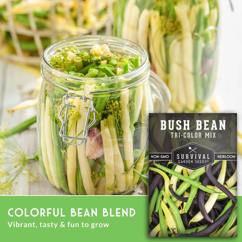 Tri Color Bush Bean Seed Mix With Green Provider Golden Wax And Royal Burgundy Purple Beans With Stringless Pods Non GMO Heirloom High Yield Varieties For Easy Garden Harvest Pack