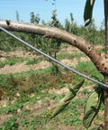 20 Piece Fruit Tree Limb Spreader Set For Branch Support 10 Inch Spreader Tools installed on tree branch for growth.
