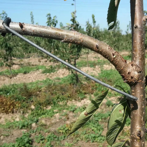 20 Piece Fruit Tree Limb Spreader Set For Branch Support 10 Inch Spreader Tools installed on tree branch for growth.