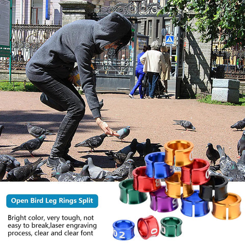 Person feeding pigeons with Lightweight Aluminum Alloy Bird Leg Rings With Mixed Colors 50 Pack For Tagging, visible in foreground.