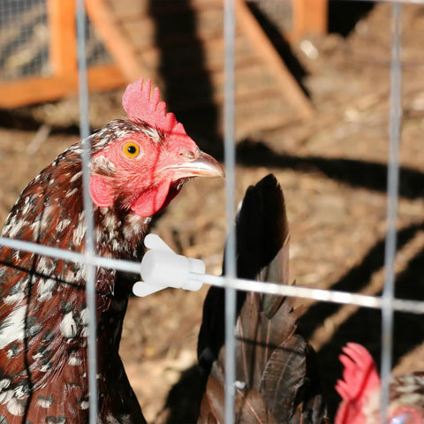 Chicken near fence showing Plastic Nuts And Long Bolts Hardware Kit For Greenhouse Vent Windows Repair, Replacement Parts visible