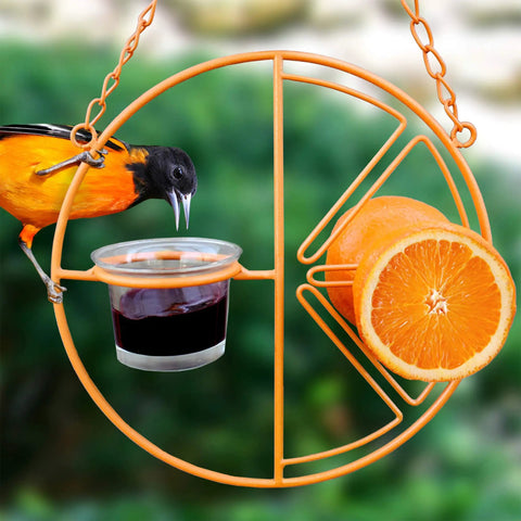 Clementine Oriole Feeder For Backyard Birds Feeds Two Orange Halves Nectar Or Mealworms Grape Jelly UV Resistant Powder Coated Steel With Removable Glass Cup And Easy Hang Chain Durable Outdoor Bird Feeder
