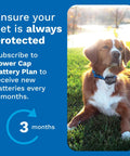 Power Cap Battery 2 Pack For Dog Fence Collars Long Lasting 90 Day Battery Replacements Up To Six Months Of Coverage Keep One On Hand So Your Collar Never Goes Dead. dog wearing invisible fence collar outdoors