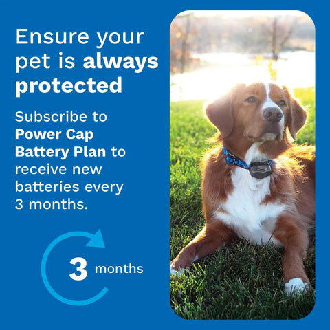 Power Cap Battery 2 Pack For Dog Fence Collars Long Lasting 90 Day Battery Replacements Up To Six Months Of Coverage Keep One On Hand So Your Collar Never Goes Dead. dog wearing invisible fence collar outdoors