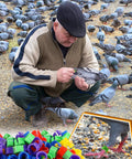 Man using Colorful Readable Numbered Bird Leg Bands Set For Bird Nerds And Hobbyists 0.3in Inner Diameter 100 Pcs on pigeons.