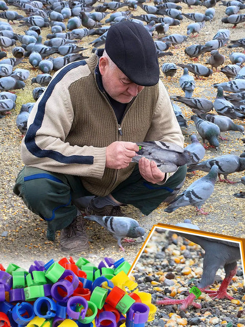 Man using Colorful Readable Numbered Bird Leg Bands Set For Bird Nerds And Hobbyists 0.3in Inner Diameter 100 Pcs on pigeons.