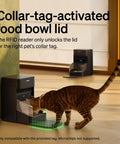 RFID Cat Feeder With Collar Tag Sensor For Personalized Meals, brown cat eating, anti theft, smart WiFi food dispenser for multi pet homes