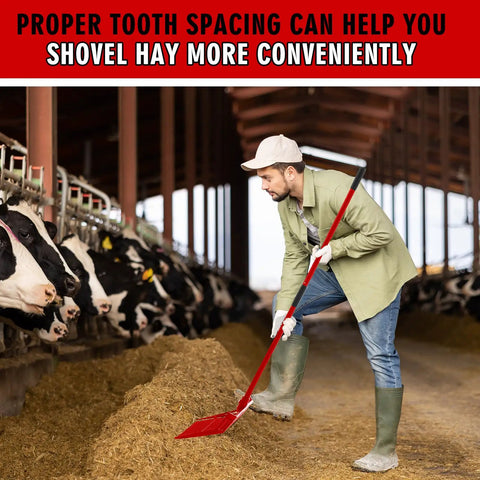 Person using 3 Pack Manure Forks With Long Metal Handles Heavy Duty Muck Rake in barn with cows and hay pile, red fork, long reach.