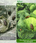 Comparison of damaged cabbage by insects and protected cabbage with Two Pack Garden Netting For Raised Beds 4.3x2ft Ultra Fine Mesh.
