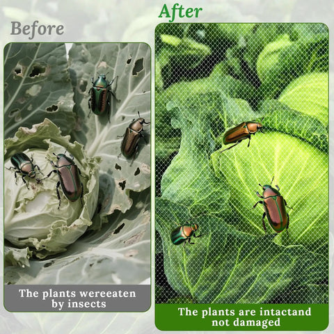 Comparison of damaged cabbage by insects and protected cabbage with Two Pack Garden Netting For Raised Beds 4.3x2ft Ultra Fine Mesh.