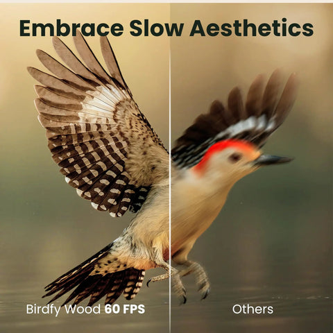 Comparison of bird captured in slow motion by Smart Solar Powered Bird Feeder With Camera, Slow Motion Video And Night Insight.
