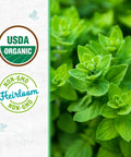 100 Percent Organic Italian Oregano Seed Packet For Heirloom Non GMO Pollinator Friendly Plants Great For Container Gardening