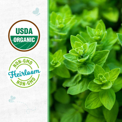 100 Percent Organic Italian Oregano Seed Packet For Heirloom Non GMO Pollinator Friendly Plants Great For Container Gardening