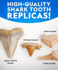 Shark Tooth Dig Kit Excavate Replica Fossils From Ancient Sharks And Make A Shark Tooth Necklace STEM Science Kit 4 replica teeth