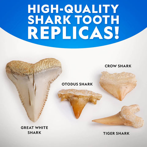Shark Tooth Dig Kit Excavate Replica Fossils From Ancient Sharks And Make A Shark Tooth Necklace STEM Science Kit 4 replica teeth