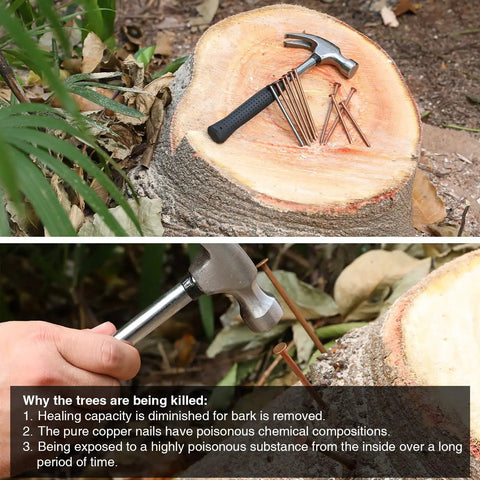 20 Pcs Pure Copper Nails For Killing Trees Kit on tree stump with hammer nearby, includes 3.5 inch spikes and large steel nails. Stump removal tool.