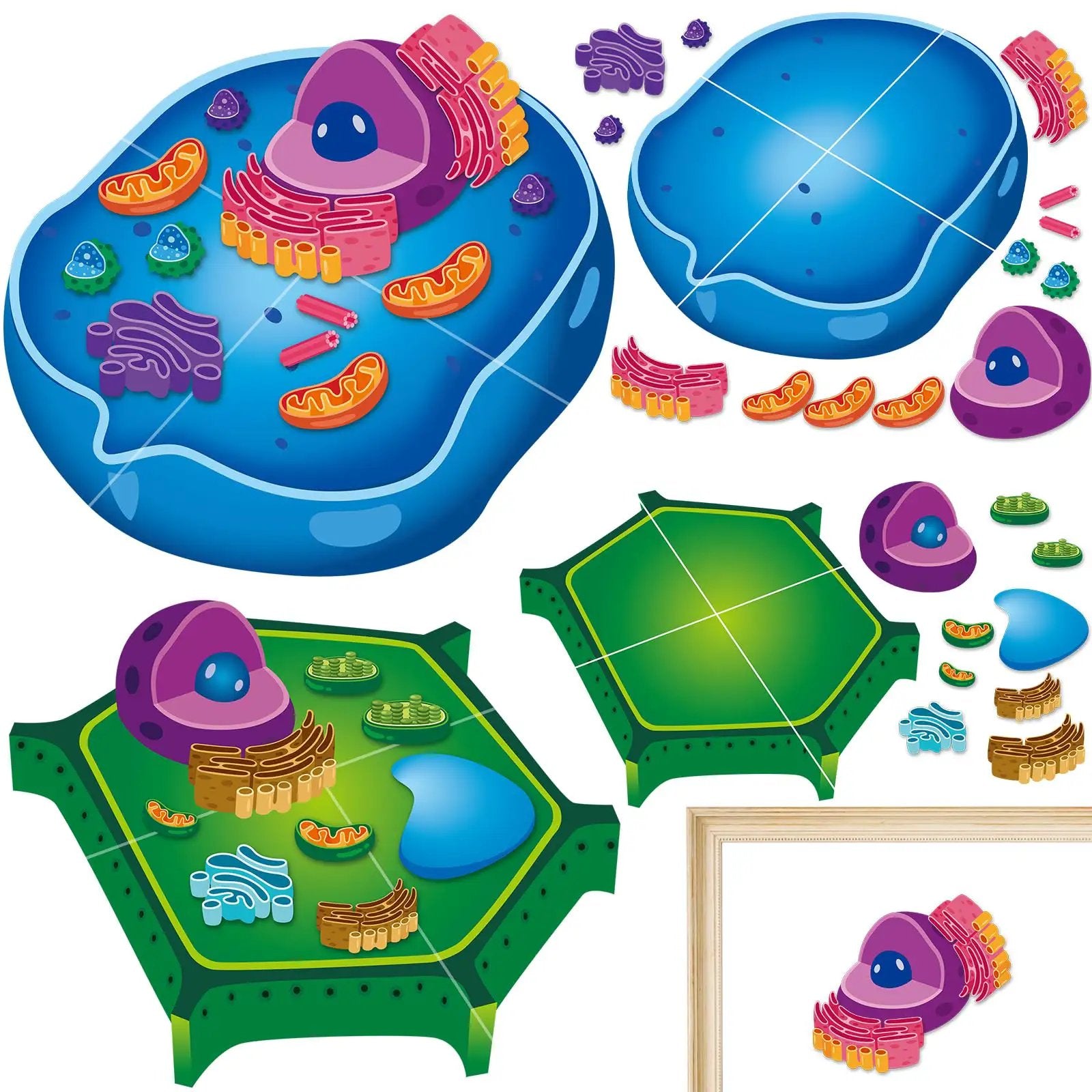 Magnetic Animal And Plant Cell Models Set With 24 ✓