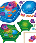 Magnetic Animal And Plant Cell Models Set With 24 Piece Hands On Educational Science Kit for Fun Biology Learning Classroom Activities