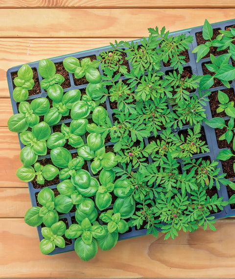 Indoor Seed Starting Kit With Dome Greenhouse For Herbs, Veggies And Flowers showing sprouted seedlings in 36-cell trays