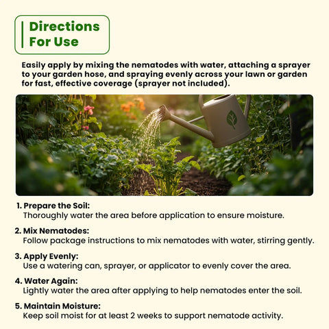 Directions for use with watering can among garden plants using Natural Pest Control Nematodes For Lawn And Garden Hose End Ready Eliminates White Grubs Japanese Beetles Billbugs Chafer Flea Larvae And More Covers 3,000 Sq Ft Chemical Free Lawn Care Kit.