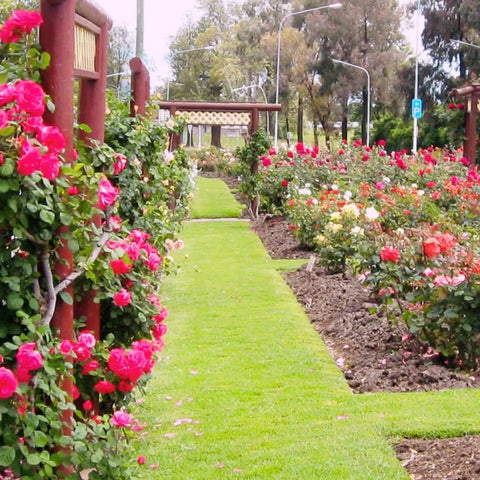 Garden path lined with vibrant pink and red roses beside well-maintained grass and wooden fences on a sunny day.