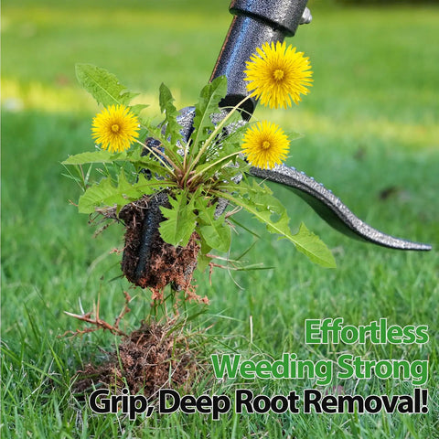 Stand Up Weed Puller Tool With A 46 Inch Adjustable All Metal Long Handle And A 4 Claw Steel Head For Root Removal No Bending Or Kneeling Heavy Duty Back And Knee Friendly Garden Weeder removing dandelion roots from grass