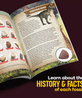 Hands-On Fossil Dig Kit For Kids Aged 8 To 12, Uncover 12 Real Fossils With An Illustrated Guide, A STEM Science Adventure For Boys And Girls, Easy To Use At Home, Educational, Engaging And Totally Fun. illustrated fossil guide page with dinosaur bone and samples