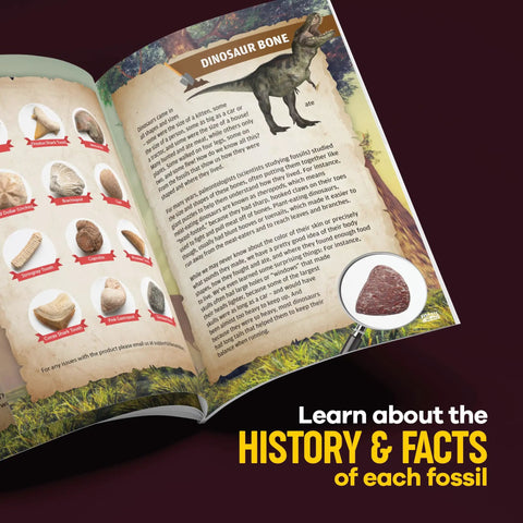 Hands-On Fossil Dig Kit For Kids Aged 8 To 12, Uncover 12 Real Fossils With An Illustrated Guide, A STEM Science Adventure For Boys And Girls, Easy To Use At Home, Educational, Engaging And Totally Fun. illustrated fossil guide page with dinosaur bone and samples