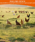 No Dig Garden Border Fencing Kit With 6 Black Metal Panels 12 By 16 Inches Decorative Fence Barrier in a field with chickens