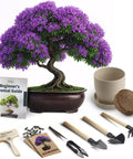 Bonsai Starter Kit For Growing Jacaranda Tree With Seeds, Tools, And Planter displayed with purple bonsai tree and gardening tools