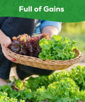 Person harvesting lettuce with Heirloom Lettuce Seed Collection for Home Garden and Hydroponics - 10 Varieties Non-GMO For Farm-Fresh Greens