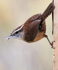 Brown bird perched on a wooden suet feeder in a backyard setting