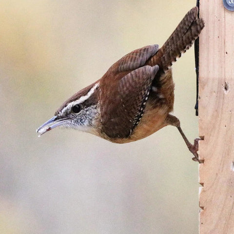 Brown bird perched on a wooden suet feeder in a backyard setting