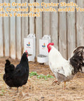 Top Shelf Hanging Chicken Grit And Oyster Shell Feeder Metal Coop Staple That Kills Feed Waste Cold And Keeps Your Flock Well Supplied Happy Healthy And Laying Eggs Flat Out Best For All Flock Ages White Twin Pack with two dispensers and chickens.