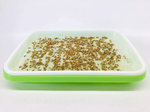 Germinating Growing Paper For Seed Sprouting And Microgreens Planting Paper 7.8 By 11.4 Inches with seeds in green tray