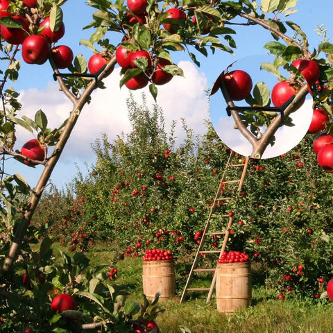 100 Pack Black Fruit Tree Limb Spreaders For Strong Branch Spreading And Crotch Angles Plastic Bonsai Trunk And Stem Trainer Tools used on apple tree branch in orchard.