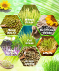 Image showing six types of seeds and grasses, including mung beans, wheatgrass, sunflower seeds, bean sprouts, green lentils, and alfalfa.