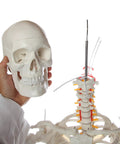 Flexible Life Size 5 Foot 6 Inch Human Skeleton With 206 Bones And A Poseable Spine And Joints head and neck close-up