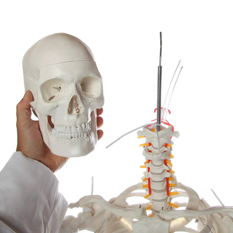 Flexible Life Size 5 Foot 6 Inch Human Skeleton With 206 Bones And A Poseable Spine And Joints head and neck close-up