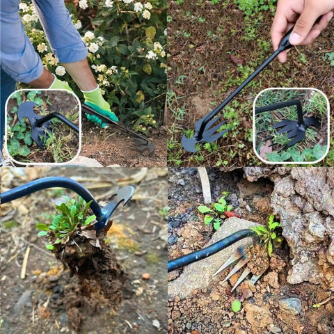 4 Claw Manganese Steel Weed Puller with Lever Design for No Sweat Weeding used in garden, showing close-up of 4-tine head.