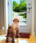 Dog near Pressure Floor Mat Home Alarm System With Step On Sensor And Wired Alarm at doorstep with garden view