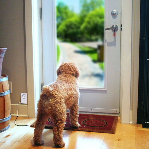 Dog near Pressure Floor Mat Home Alarm System With Step On Sensor And Wired Alarm at doorstep with garden view