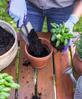 Gardener using metal trowel from Two Pack Mini Colorful Metal Garden Shovels Set 11 Inch Hand Trowels For Planting Transplanting Soil Digging Weeding In Small Pots Durable Iron Tools With Bright Pink Finish to fill terracotta pot with soil, surrounded by green plants.